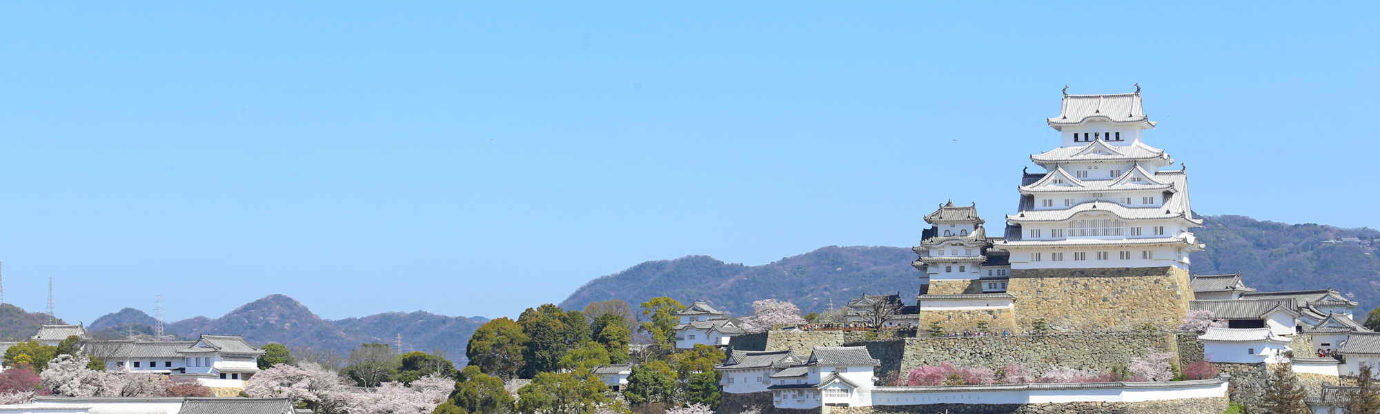 姫路城と桜/姫路フォトバンク